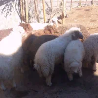 بره نر وماده