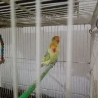 طوطی کوتوله