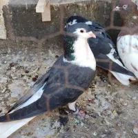 کبوتر ابلق افغانی ساده کاکولی