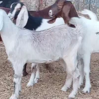 فروش بزغاله جنس دار