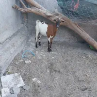 بزفروشی|حیوانات مزرعه|میناب, |دیوار