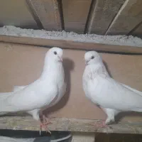 یک جفت جوجه کبوتر نوک قنار