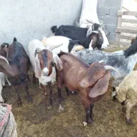 بز و گوسفند|حیوانات مزرعه|کرمانشاه, |دیوار