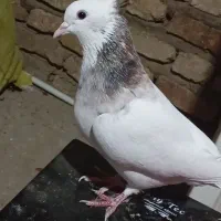 کفتر طوقی|پرنده|فسا, |دیوار