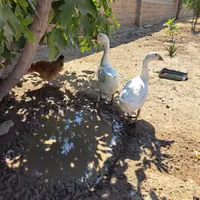 یه جفت قوغاز جوان لیندا