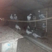 کفتر درجه یک قیمت مناسب
