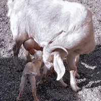 با سلام شاه بز سانن باسه کیلوشیر فروشی