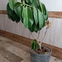 گل فیکوس آپارتمانی