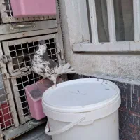 کفتر شهری ماده راست قهوه ای گلدار|پرنده|شیراز, شیخ علی چوپان|دیوار