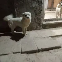 سک پاکوتا دوتا بفروش میرسد|سگ|زنجان, |دیوار