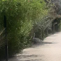 ملک-ویلایی-بهمن