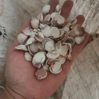 صدف