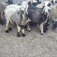 بره نره ماده