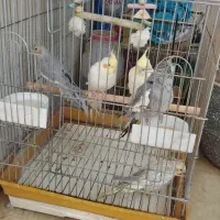 عروس هلندی سخگو نر و ماده