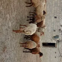 بر‌نراوتاق