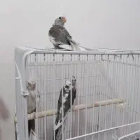 عروس هلندی سه ماهه|پرنده|ارومیه, |دیوار