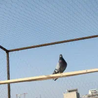 پرش سنگین|پرنده|نقده, |دیوار