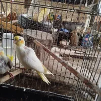 عروس هلندی رام
