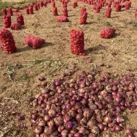 جویای کار .برای اکیب جوان و کارکن