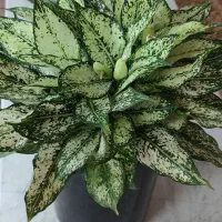 گل آپارتمانی