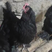 مرغ مرندی|حیوانات مزرعه|نوبران, |دیوار