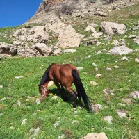 اسب|اسب و تجهیزات اسب‌سواری|رستم, |دیوار