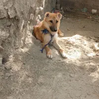 سگ نگهبان
