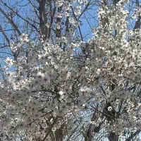 اجاره باغ ویلا جنگلی