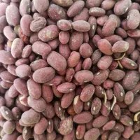 لوبیا قرمز تازه خرمنی|حراج|دهگلان, |دیوار