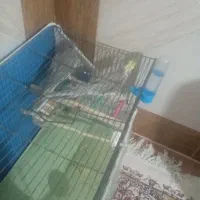 عروس هلندی