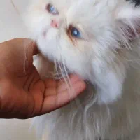 گربه|گربه|قائن, |دیوار