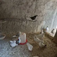کفتر ساعتی نسل دار