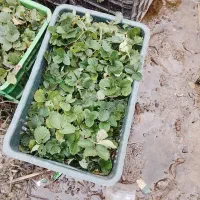 نهال توت فرنگی سابرینا درجه یک