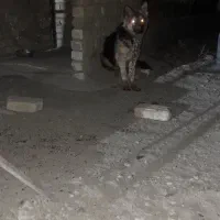 ژرمن توله ۸ماه