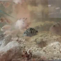 سیچلاید ماهی|ماهی|تربت‌حیدریه, مسجد جامع|دیوار