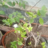 گل کاغذی|گل و گیاه طبیعی|نیشابور, کلاغان|دیوار