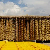 سبزه کشمش انگوری دودی و تیزاب