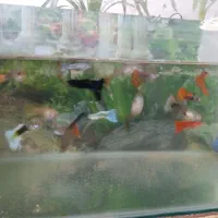 ماده شکم پر و نر|ماهی|اردبیل, |دیوار