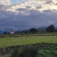 فروش زمین کشاورزی برنج در شفت روستای کمسار