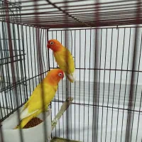 طوطی برزیلی