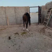 اسب نر دره شوری اصیل جوون خیلی زیبا وآرام|اسب و تجهیزات اسب‌سواری|ایوانکی, |دیوار