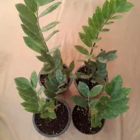 فروش گل آپارتمانی و زینتی|گل و گیاه طبیعی|تالش, هشتپر|دیوار