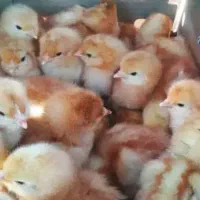 جوجه تخمگذار لوهمن و پلیموت راک|حیوانات مزرعه|رشت, منظریه|دیوار