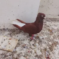 کبوتر