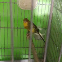 قناری ماده