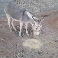 فروش الاغ یکساله نیم ماده آروم برای سواری|حیوانات مزرعه|مهریز, |دیوار