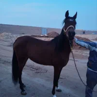 اسب درجه یک مادیون دوسرعرب ۴ساله‌ زیرقیمت