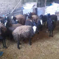 ۲۵بره،ماده،ونرفروشی|حیوانات مزرعه|دشتابی, |دیوار