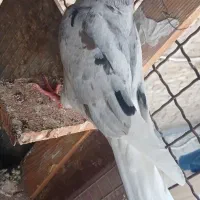 دم سفیدجفت.ویه سرخ دم سفید.