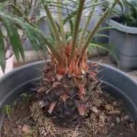 فروش گل سیکاس در رودسر گیلان